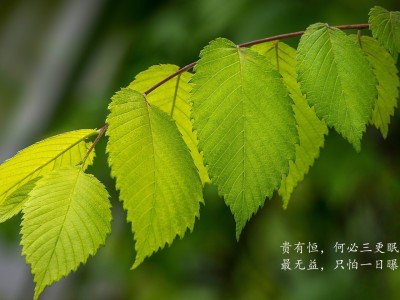 有山（峰影留痕）